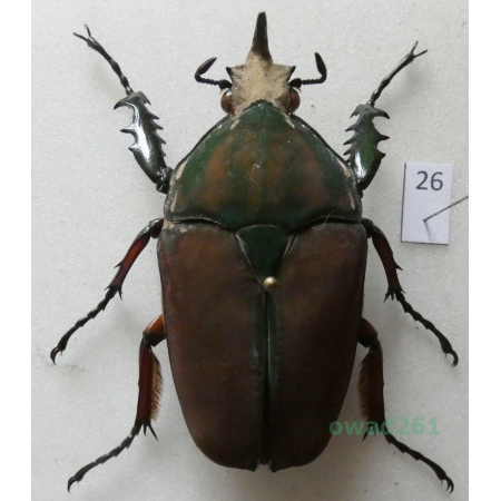Mecynorhina ugandensis (Moser, 1907) male ex. ovo Uganda26